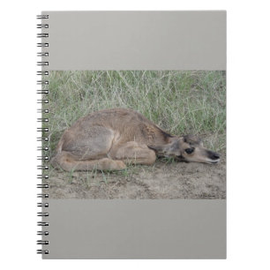 Carnet A6 Bébé Antilope Pronghorn