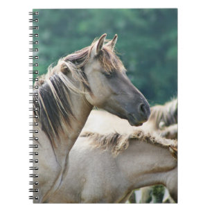 Carnet A herd of Brumby Horses from Australie