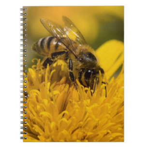 Carnet Abeille Africaine Avec Des Sacs De Pollen En Train