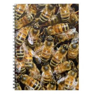 Carnet Abeilles