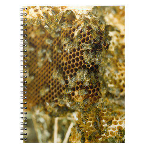 Carnet Abeilles dans une ruche, Western Cape, Afrique du