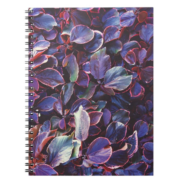 Carnet Acalypha Wilkesiana (Devant)