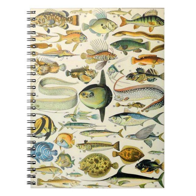Carnet Adolphe Millot poisson A (Devant)
