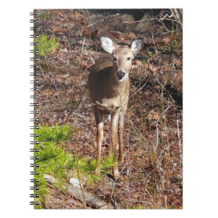 Carnet Adorable Cerf dans les Bois Photographie de la nat