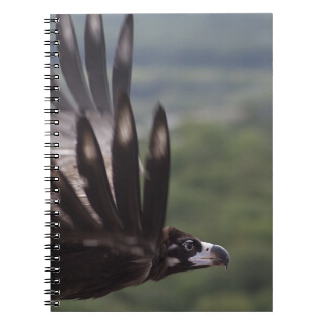 Carnet Aegypius monachus (Devant)