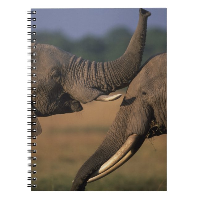 Carnet Afrique, Kenya, Masai Mara Game Reserve, Two Bull (Devant)