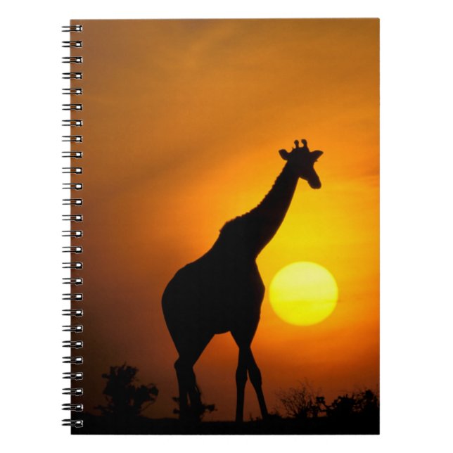 Carnet Afrique, Kenya, Masai Mara. Girafe (Giraffa (Devant)