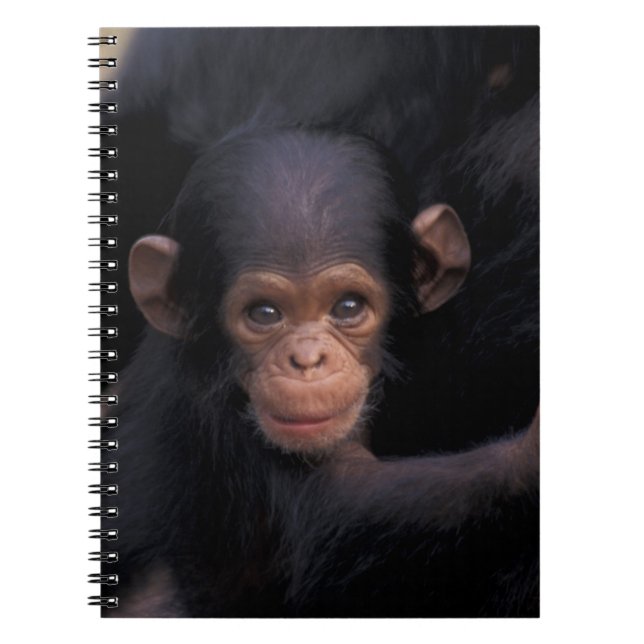 Carnet Afrique, Tanzanie, Gombe Nat'l Park (Devant)