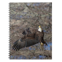 Aigle à tête blanche avec poisson-chat