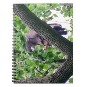 Carnet Aigle à tête blanche juvénile
