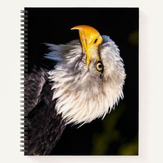 Carnet Aigle de Bald