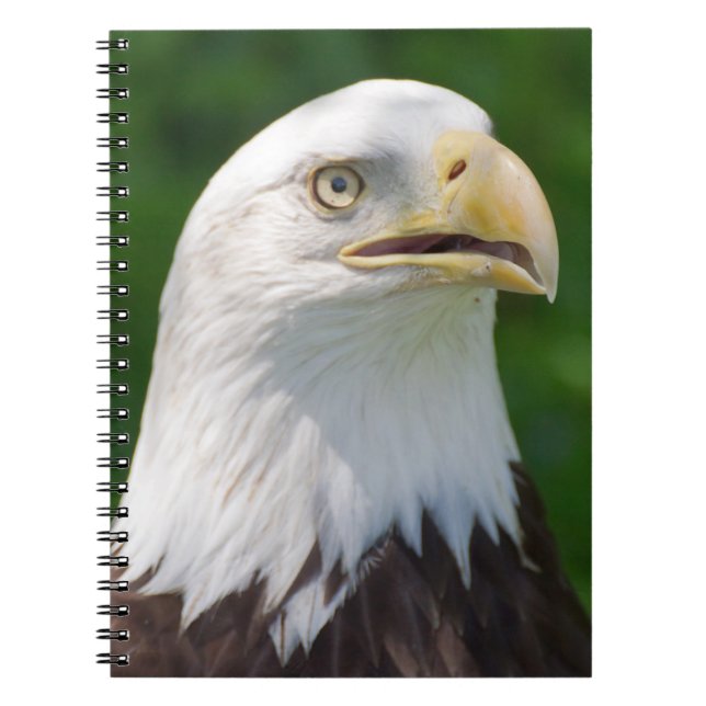 Carnet Aigle de Bald (Devant)