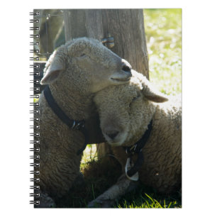Carnet Aimer Ewe Sheep