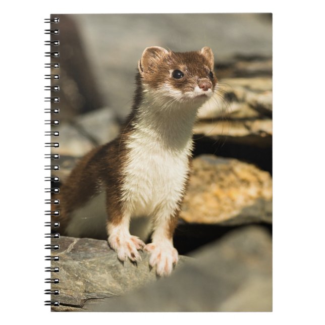 Carnet Alerte Weasel (Devant)