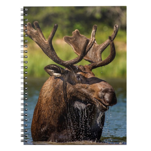 Carnet Allaitement d'orignaux dans le parc national des G (Devant)