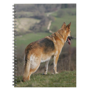 Carnet Allemand Shephard regardant en bas de la colline