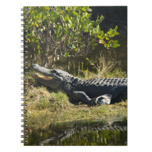 Carnet Alligator de Floride sur une rive herbeuse de mara