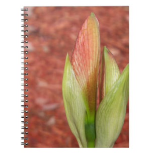 Carnet Amaryllis Pomme bourgeon de fleur