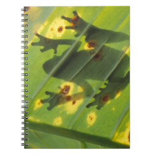Carnet AMÉRIQUE CENTRALE, Costa Rica, Grenouille en contr