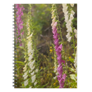 Carnet Amérique du Nord, Canada, Îles de la Reine-Charlot