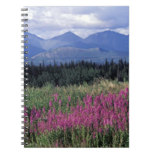 Carnet Amérique du Nord, Canada, Yukon. Épilobe en fleurs