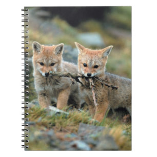 Carnet Amérique du Sud, Chili, Parc national Torres del P
