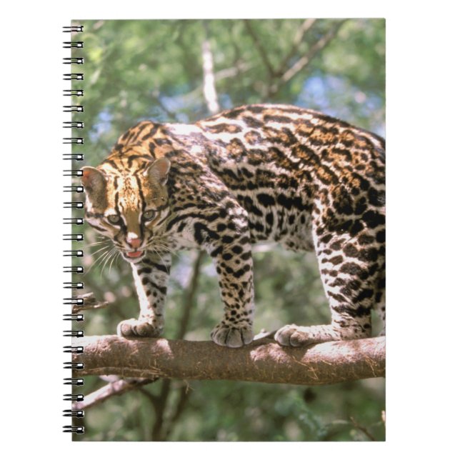 Carnet Amérique du Sud, Équateur, Amazonie. Ocelot (Devant)