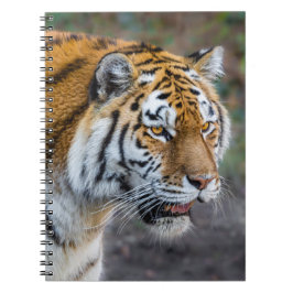 Carnet Amur tiger
