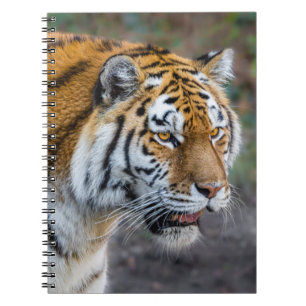 Carnet Amur tiger