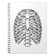 Anatomie détaillée de la cage thoracique en ligne 