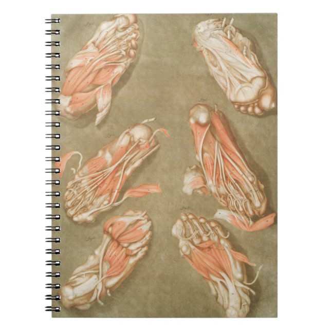 CARNET ANATOMIE PIEDS ANATOMIE PIEDS MUSCLE ANATOMIE BONN (Devant)