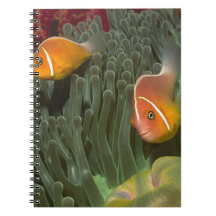 Carnet Anemonefish rose dans l'actinie de Magnificant