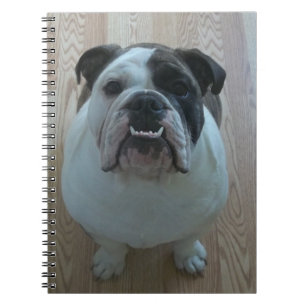 Carnet anglais de chiot de bouledogue