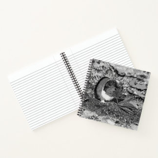 Carnet AnimalArtBW_GuinéePig_001