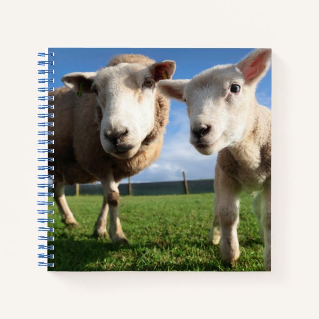 Carnet Animaux de bébés cutest | Agneau nouveau-né & mama (Devant)