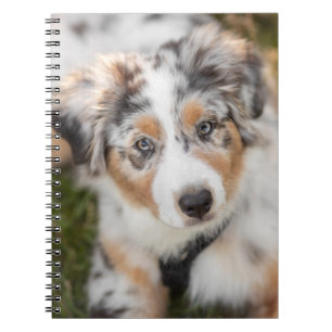 Carnet Animaux de bébés cutest   Australian Shepherd Pupp