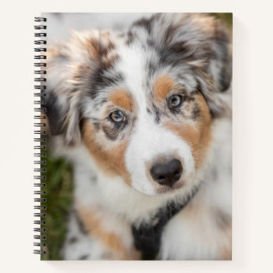 Carnet Animaux de bébés cutest   Australian Shepherd Pupp
