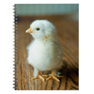 Carnet Animaux de bébés cutest   Baby Chick