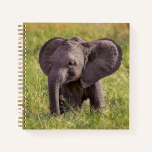 Carnet Animaux de bébés cutest   Baby Elephant Kenya Afri