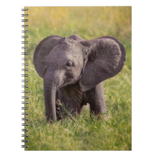 Carnet Animaux de bébés cutest   Baby Elephant Kenya Afri