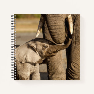 Carnet Animaux de bébés cutest   Baby Elephant & Mama