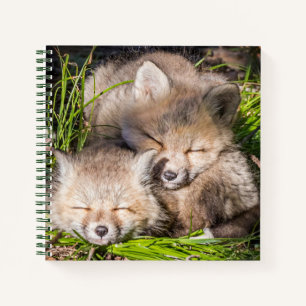 Carnet Animaux de bébés cutest   Baby Red Fox Kits Sleepi