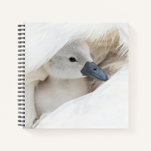 Carnet Animaux de bébés cutest | Bébé Mute Swan (Devant)