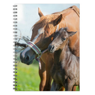 Carnet Animaux de bébés cutest   Black Foy avec maman