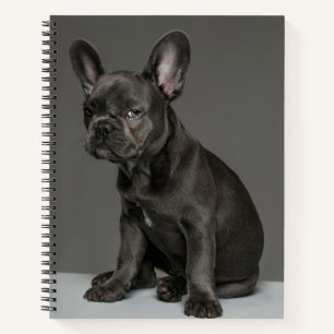 Carnet Animaux de bébés cutest   Blue French Bulldog Pupp