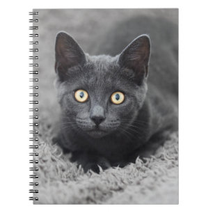 Carnet Animaux de bébés cutest   Chat gris
