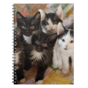 Carnet Animaux de bébés cutest   Chatons noirs et blancs