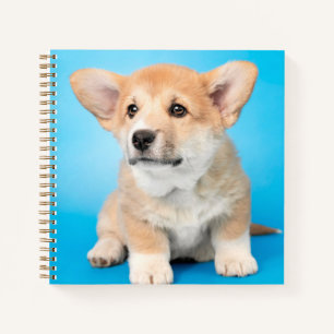 Carnet Animaux de bébés cutest   Chiot de Corgi en bleu