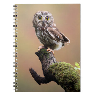 Carnet Animaux de bébés cutest   Chouette blanche de la s