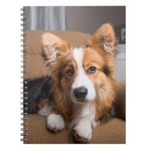 Carnet Animaux de bébés cutest Coiffeuse à cheveux long